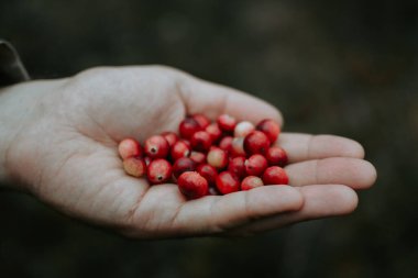 Bir insanın elinde kızılcık