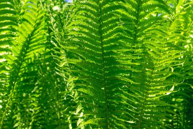Yeşil eğreltiotu olan tropikal arkaplan