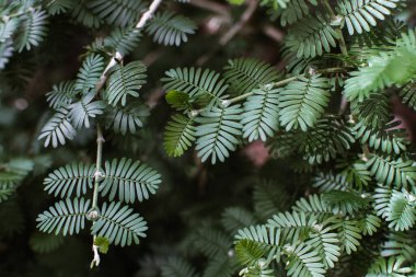 Porlieria Hygrometra çalısı dalı.