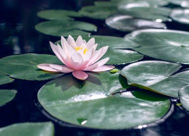 Güzel pembe beyaz su zambağı (Nymphaea) gölette büyüyor.