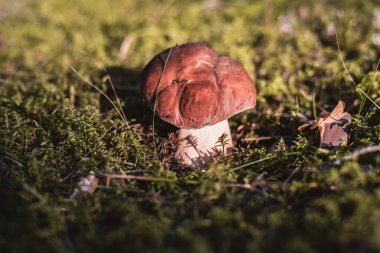 Tek mantar boletus pinophilus, yaygın olarak çam cilası olarak bilinir veya çam ağacı kralı bolete ormanda yeşil yosunların arasında yetişir.