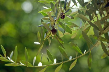 Olgun zeytinli zeytin dalı