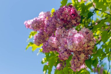 Mavi arkaplanda çiçek açan leylak (şırınga) dalları