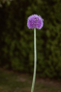 Yazın bahçede çiçek açan Alium çiçeği
