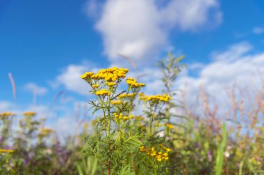 Tansy (Tanasetum vulgare) ayrıca acı düğmeler, inek acı veya altın düğme olarak da bilinir yaz güneşli günlerinde çeşitli yabani çiçeklerle birlikte tarlada yetişir. Arkasında bulutlar olan mavi gökyüzü.
