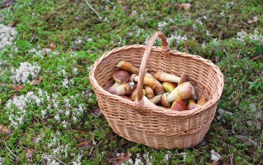 Wicker basket with picked mushrooms Aureoboletus projectellus clipart