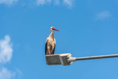 Leylek yazın gökyüzünün altında bir sokak lambasının üzerinde duruyor.