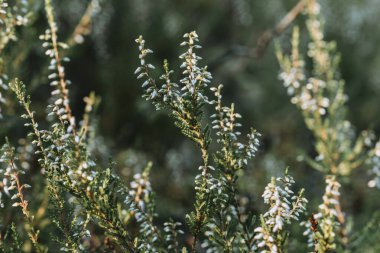 Heather yazın beyaz çiçek tomurcuklarıyla