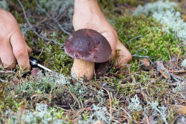 Person (only hands) is picking pine bolete mushroom in the forest clipart