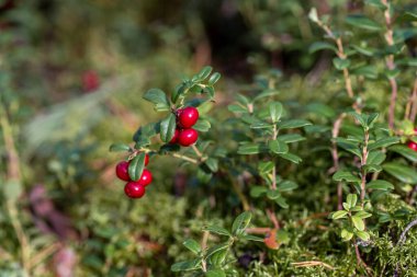 Macro shot Lingonberry ayrıca partridgeberry, dağ yaban mersini veya inek üzümü (lat. Aşı vitis-idaea) olgunlaşmış kırmızı meyvelerle çalılar güneşli yaz gününde ormandaki yeşil yosunların arasında yetişir..