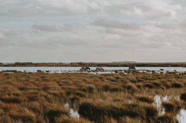 Engure Lake Doğa Parkı 'nda yarı vahşi Konik Polski atları otluyor.