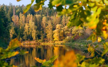 Gauja nehrinin güzel sonbahar manzarası güneşli bir sonbahar gününde parlak renkli yapraklarla.