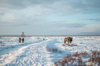 Group of semi-wild konik polski horses at Engure Lake Nature Park, Latvia on sunny winter day clipart