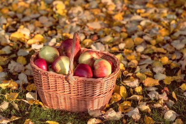 Meyve bahçesindeki düşen elma yaprakları arasında çimlerin üzerinde hasır bir sepetin içinde olgun elmalar topladım. Sonbahar hasat konsepti.