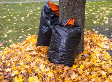 Sonbahar yaprakları büyük plastik çöp torbalarında toplanır.