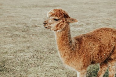 Şirin kahverengi alpaka portresi