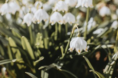 Güzel beyaz kar damlası çiçekleri baharda büyüyor.
