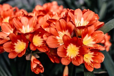 Çiçek açan Clivia çiçeği yakın çekim