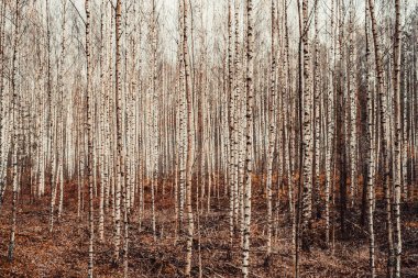 Sonbaharda huş ağaçlarıyla soyut arkaplan