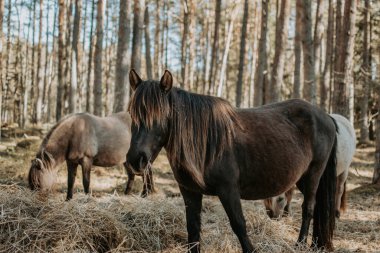 Yarı vahşi konik polski atları güneşli bahar gününde ormanda saman yiyorlar.