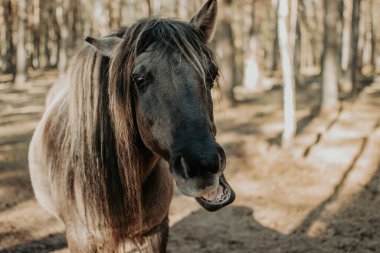 Güneşli bahar gününde ormanda yarı vahşi konik polski atının komik portresi.