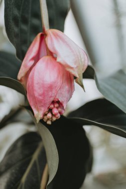 Blooming Medinilla magnifica, the showy medinilla or rose grape clipart