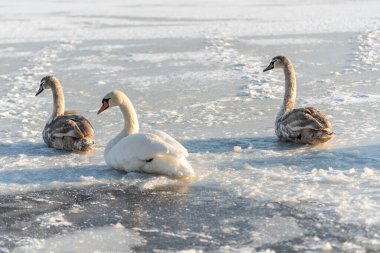 Kışın buz gölünde genç gri ve beyaz dilsiz kuğular (Cygnus olor).