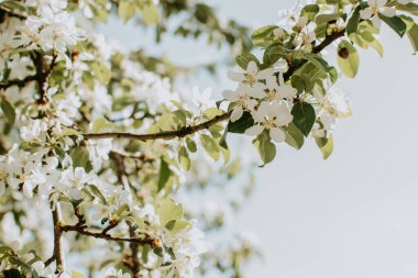 Çiçekli elma dalı, güneşli bahar gününde beyaz yumuşak çiçeklerle.