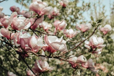 Çiçeklerin açtığı manolya dalıyla