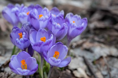 Eski kuru yaprakların arasında yetişen mor kır çiçekleri.
