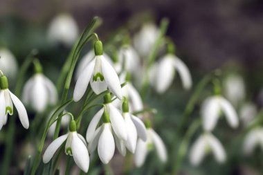 Güzel beyaz kar damlası çiçekleri (Galanthus nivalis) baharda büyür.