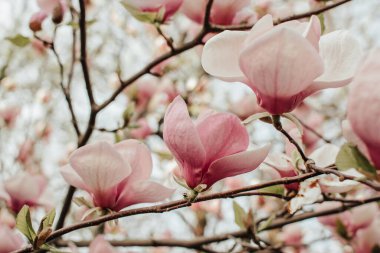 Çiçeklerin açtığı manolya dalıyla
