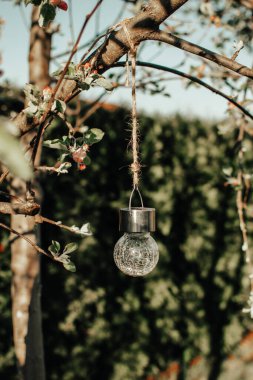 Baharda bahçedeki elma ağacının dalında güneş ampulü asılı.