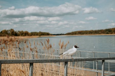 The black-headed gull (Chroicocephalus ridibundus)  on lake Talksa in Siauliai, Lithuania at spring clipart