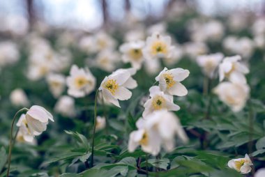 A lot of Anemonoides nemorosa (syn. Anemone nemorosa) also  wood anemone, windflower, thimbleweed or smell fox flowers growing in the forest at spring. clipart