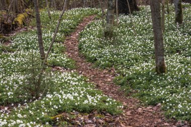 Anemonoides nemorosa (syn. Anemone nemorosa) also  wood anemone, windflower, thimbleweed or smell fox flowers growing in the forest at spring clipart