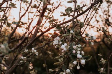 Apple tree branches with blooming white flowers clipart