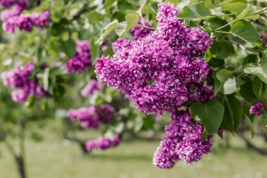 Yeşil bulanık arka planda çiçek açan leylak (şırınga) dalları
