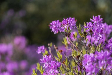 Çiçekli çalılar mor Azalea çiçekleri