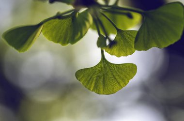 Ginkgo biloba ağacı yaprakları.