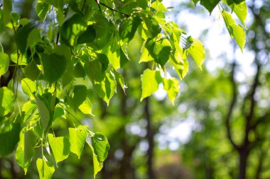 Yazın güneşli bir günde, yaygın bir limon ağacının (Tilia europaea) taze, gür yaprakları.