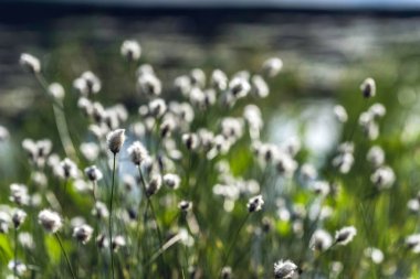 Tussock cottongrass (Eriophorum vaginatum) clipart