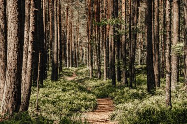 Güneşli bahar gününde çam ormanında yürüyüş yolu