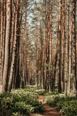 Güneşli bahar gününde çam ormanında yürüyüş yolu