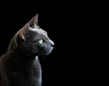 Siyah zemin üzerinde Rus Mavi Kedisinin profil portresi ve metin için boş alan