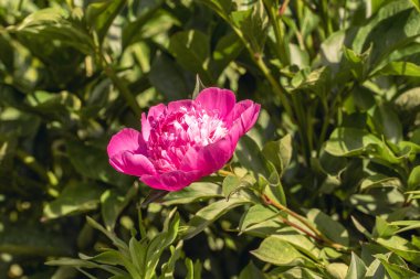 Pembe şakayık çiçeğine yaklaş.