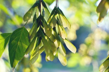 Leaves and seeds of Box elder (Acer negundo) Selective focus. beautiful Bokeh background. clipart