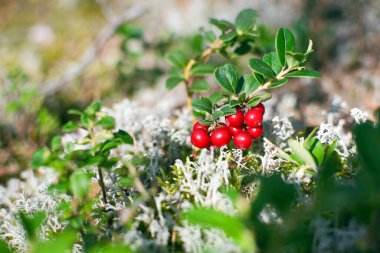 Ayrıca böğürtlen, dağ yaban mersini veya inek üzümü (lat. Aşı (vitis-idaea) olgunlaşmış kırmızı meyvelerle dolu, güneşli yaz gününde ormanda beyaz liken arasında büyüyen bir çalılık..
