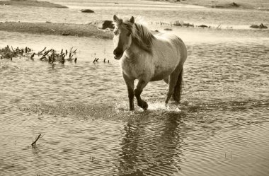 Yarı vahşi at Konik Polski Letonya 'daki Engure Gölü doğa parkında yürüyor. Sarı renkli siyah beyaz bir fotoğraf..