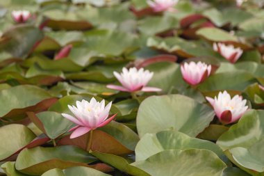 Güzel pembe beyaz su zambağı (Nymphaea) gölette büyüyor.